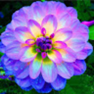 Meet your Posher, Melanie